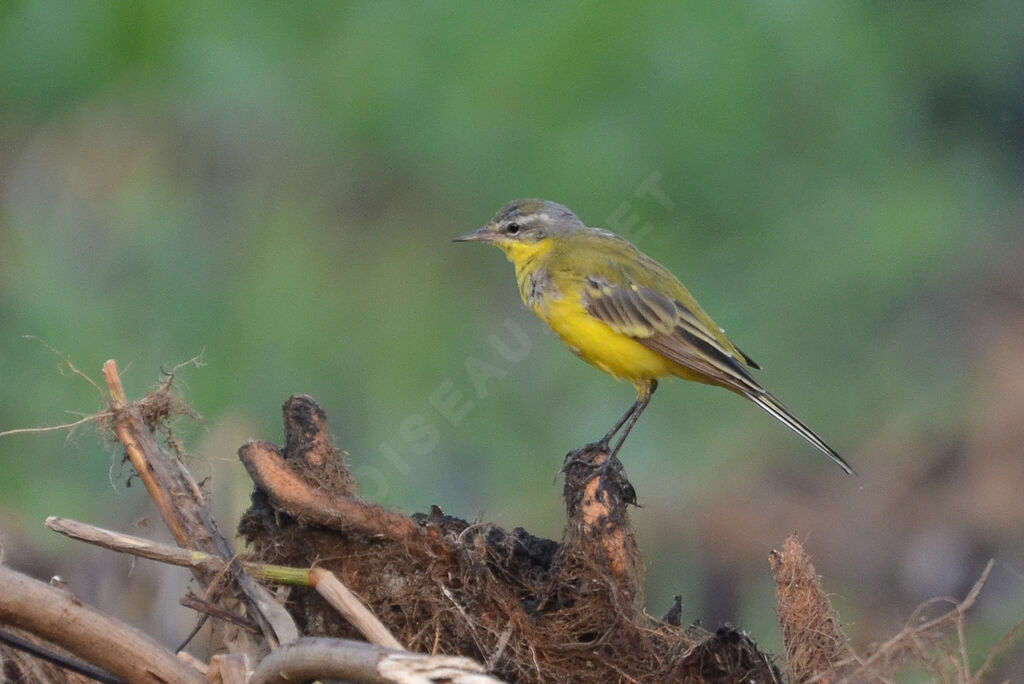 Western Yellow Wagtailadult, identification