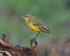 Western Yellow Wagtail