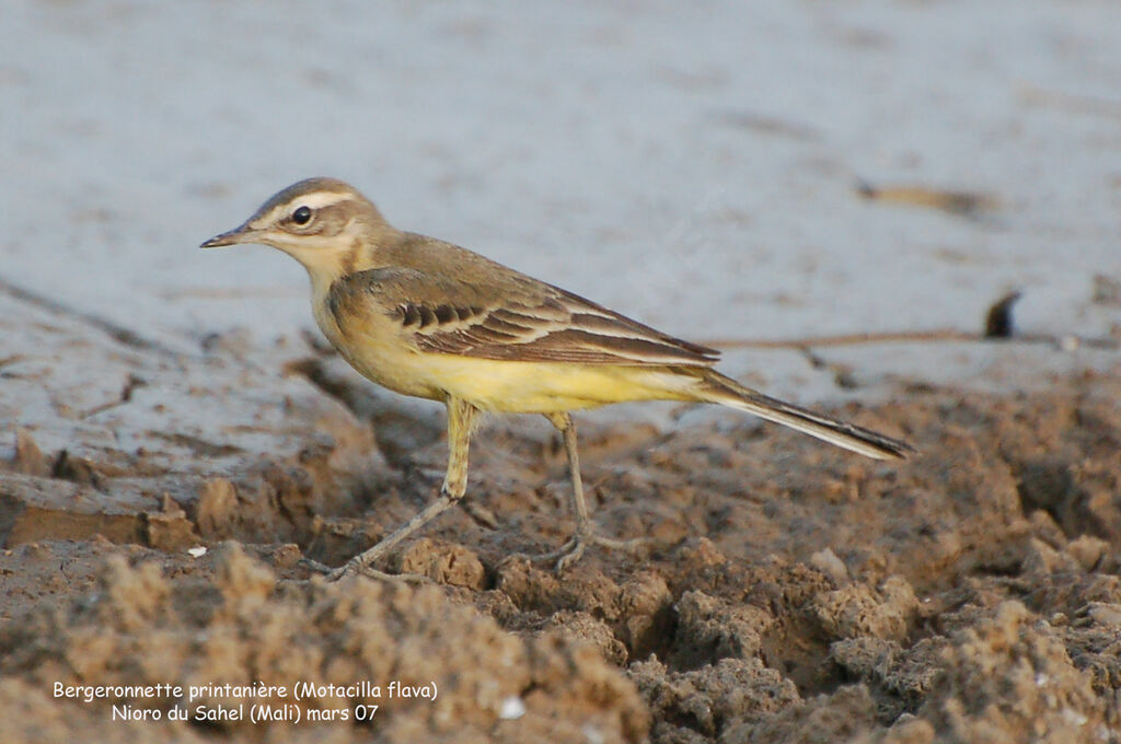 Western Yellow Wagtailadult post breeding