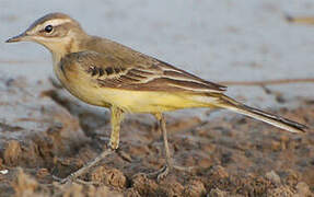 Western Yellow Wagtail