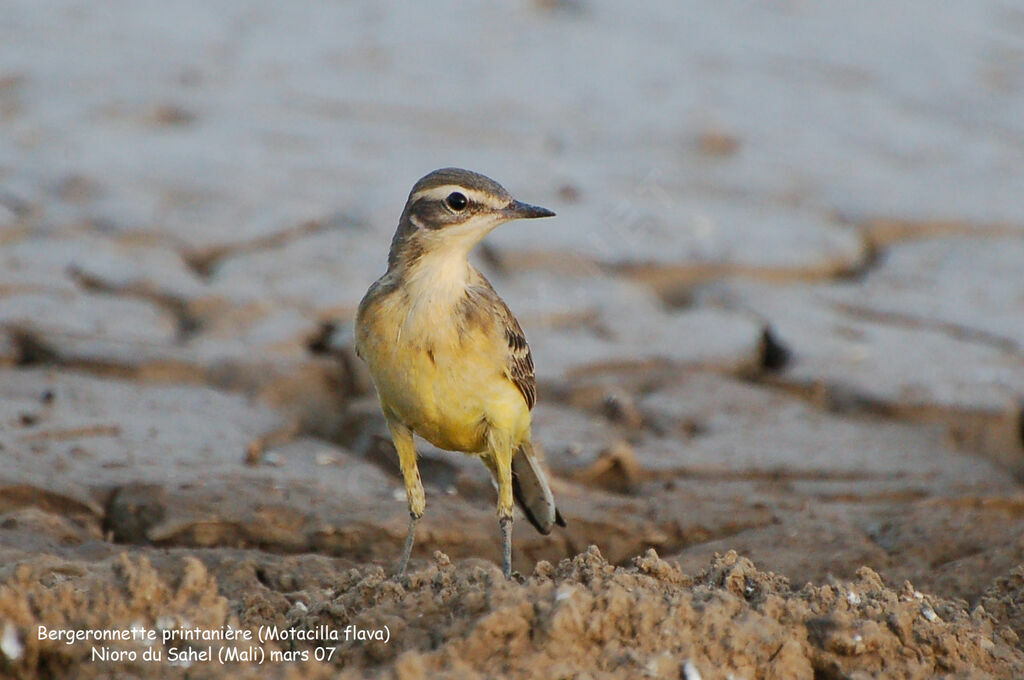 Western Yellow Wagtailadult post breeding