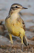 Western Yellow Wagtail