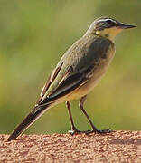 Western Yellow Wagtail