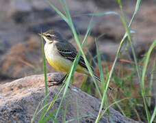 Western Yellow Wagtail