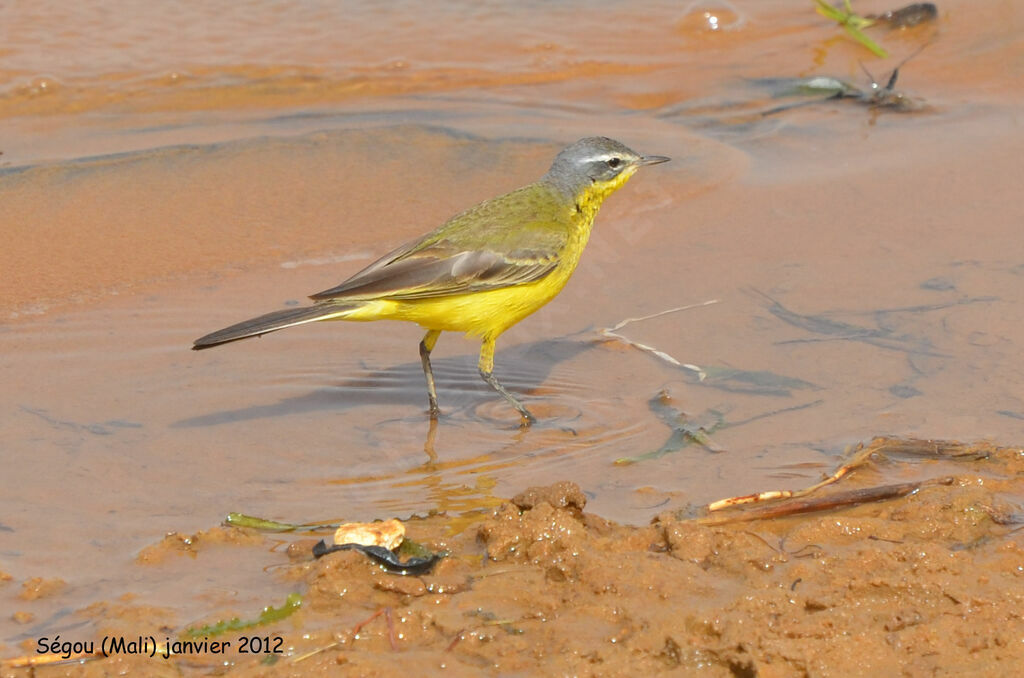 Western Yellow Wagtailadult post breeding, identification