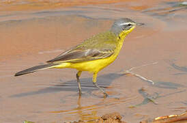 Western Yellow Wagtail