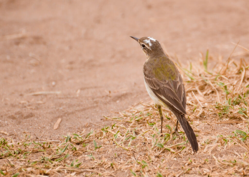 Western Yellow Wagtail