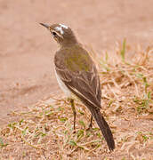 Western Yellow Wagtail