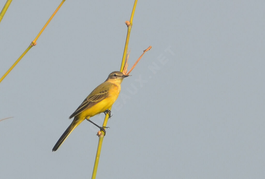 Western Yellow Wagtailadult