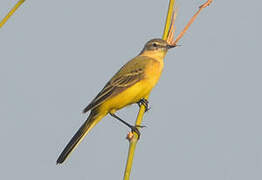 Western Yellow Wagtail