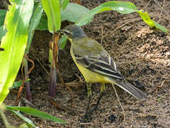 Western Yellow Wagtail