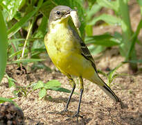 Western Yellow Wagtail