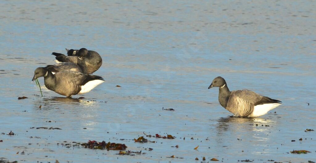 Brant Goose