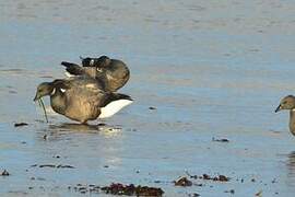 Brant Goose