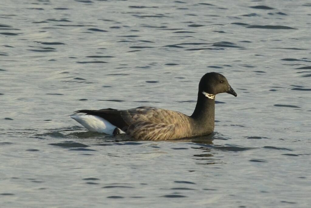 Brant Gooseadult, identification