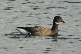 Brant Goose