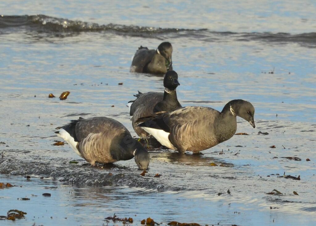 Brant Gooseadult