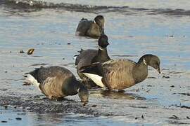 Brant Goose