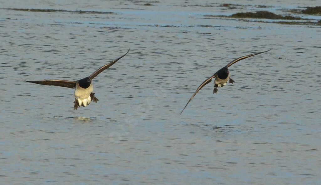 Brant Gooseadult, Flight