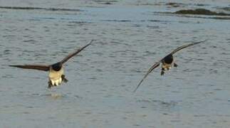 Brant Goose