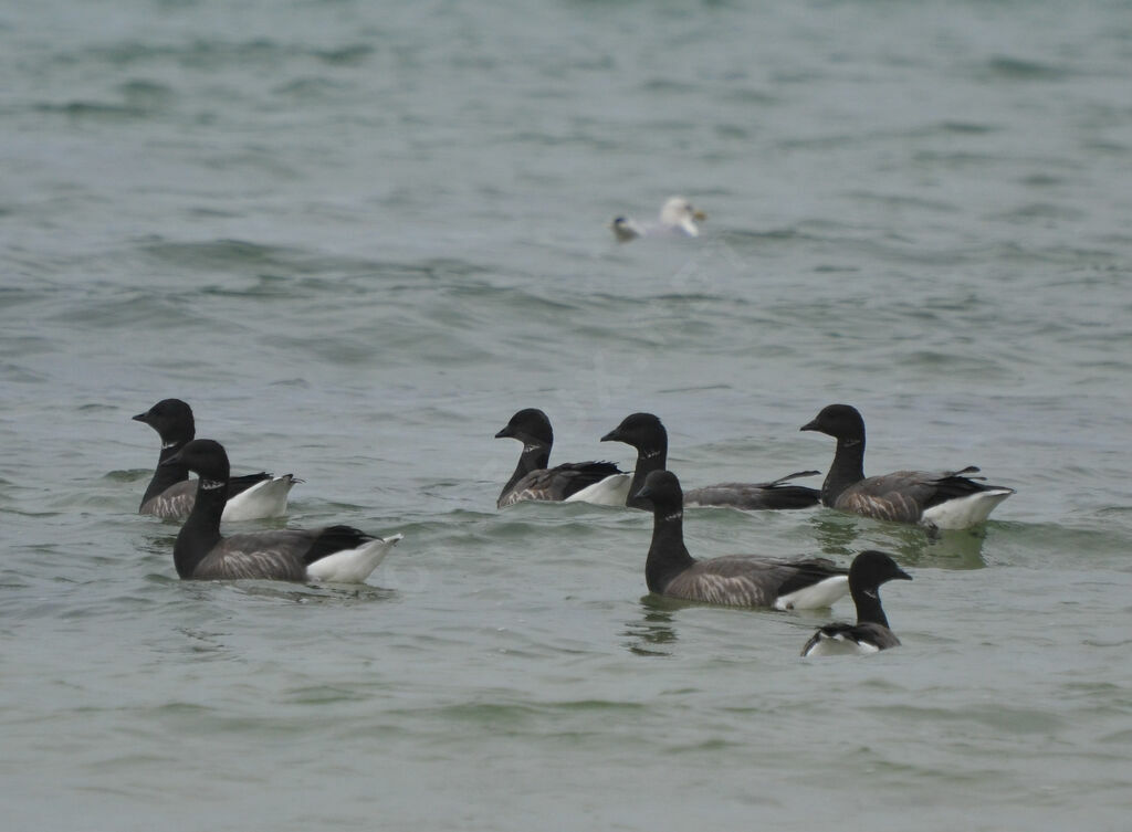 Brant Goose