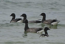 Brant Goose