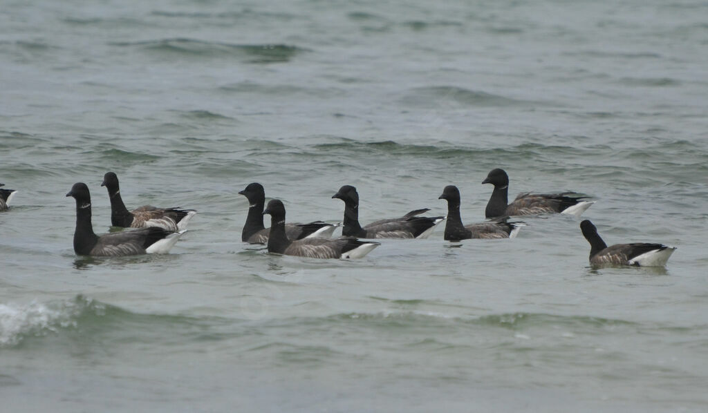 Brant Goose