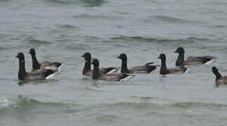 Brant Goose