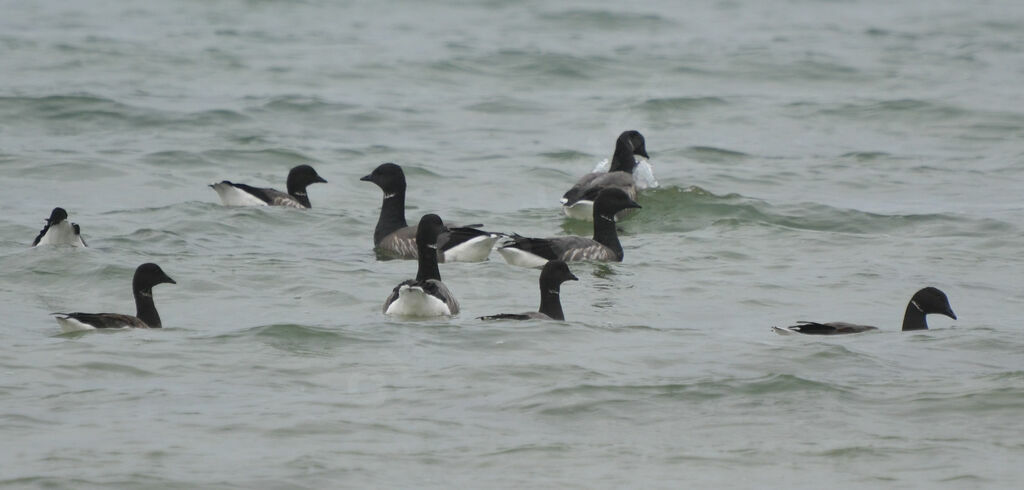 Brant Goose