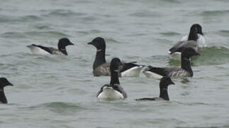 Brant Goose