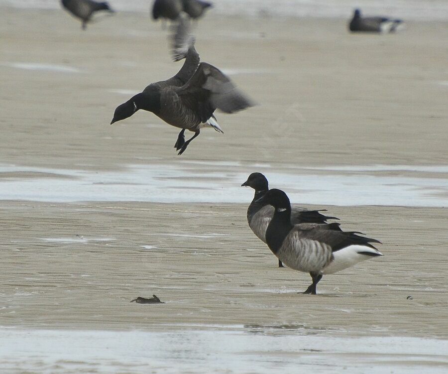 Brant Gooseadult