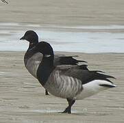 Brant Goose