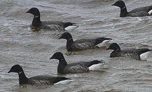 Brant Goose