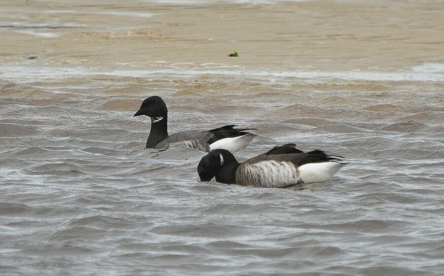 Brant Gooseadult