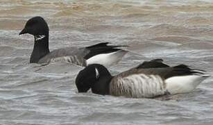 Brant Goose