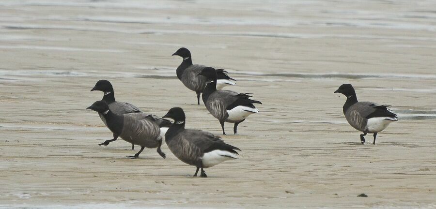 Brant Gooseadult