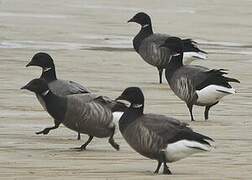 Brant Goose