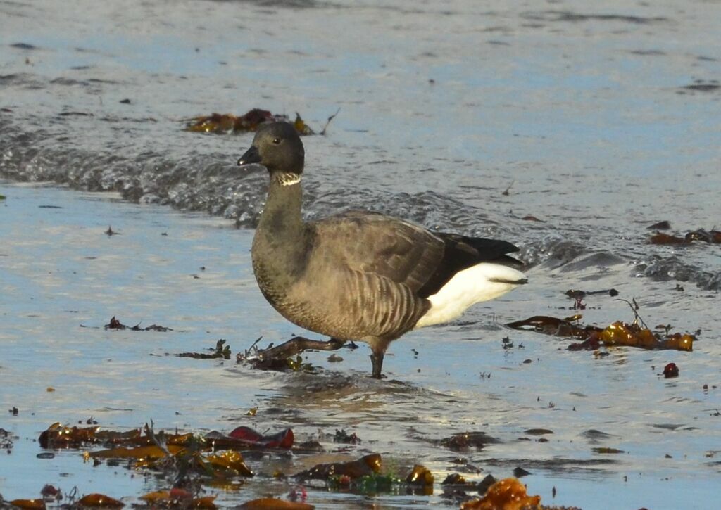 Brant Gooseadult, identification