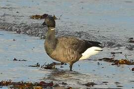 Brant Goose