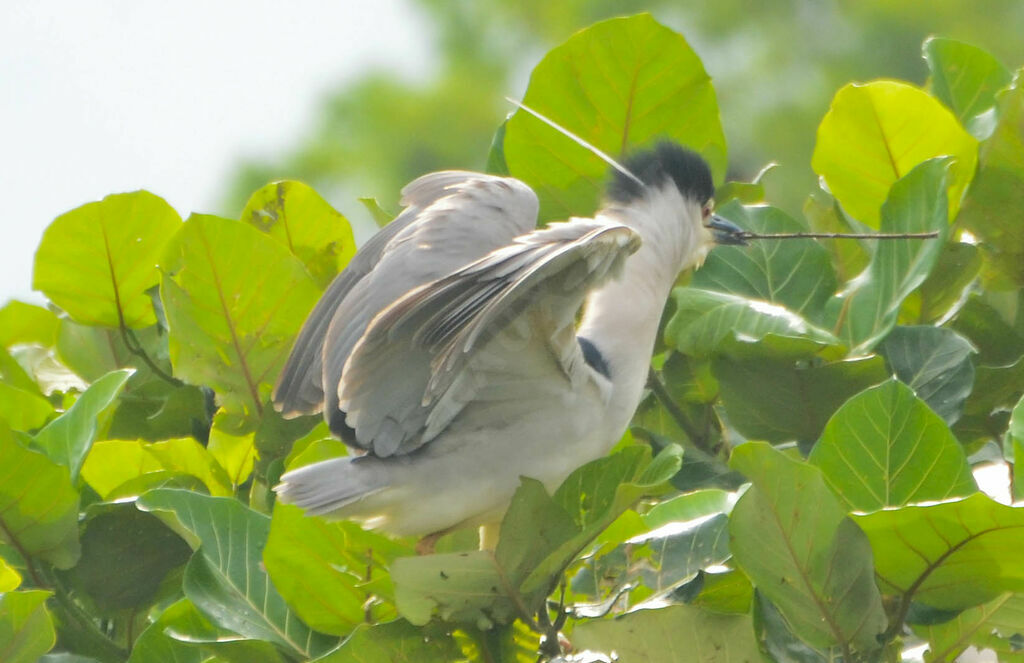 Black-crowned Night Heronadult