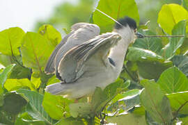 Black-crowned Night Heron