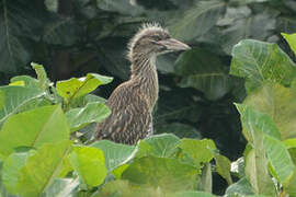 Black-crowned Night Heron