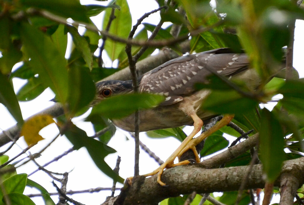 Black-crowned Night Heronimmature, identification