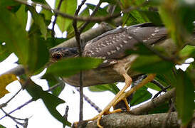 Black-crowned Night Heron