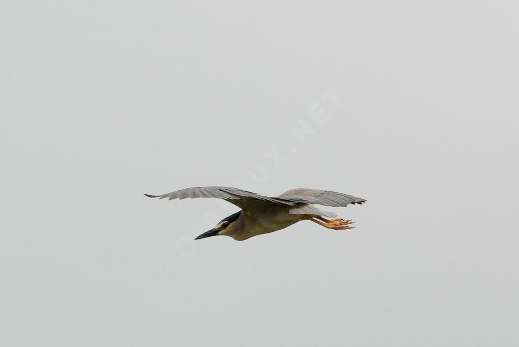 Black-crowned Night Heronadult, Flight