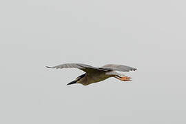 Black-crowned Night Heron