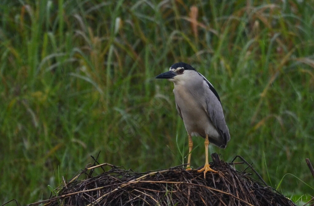 Black-crowned Night Heronadult