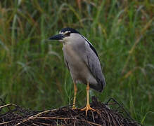 Black-crowned Night Heron