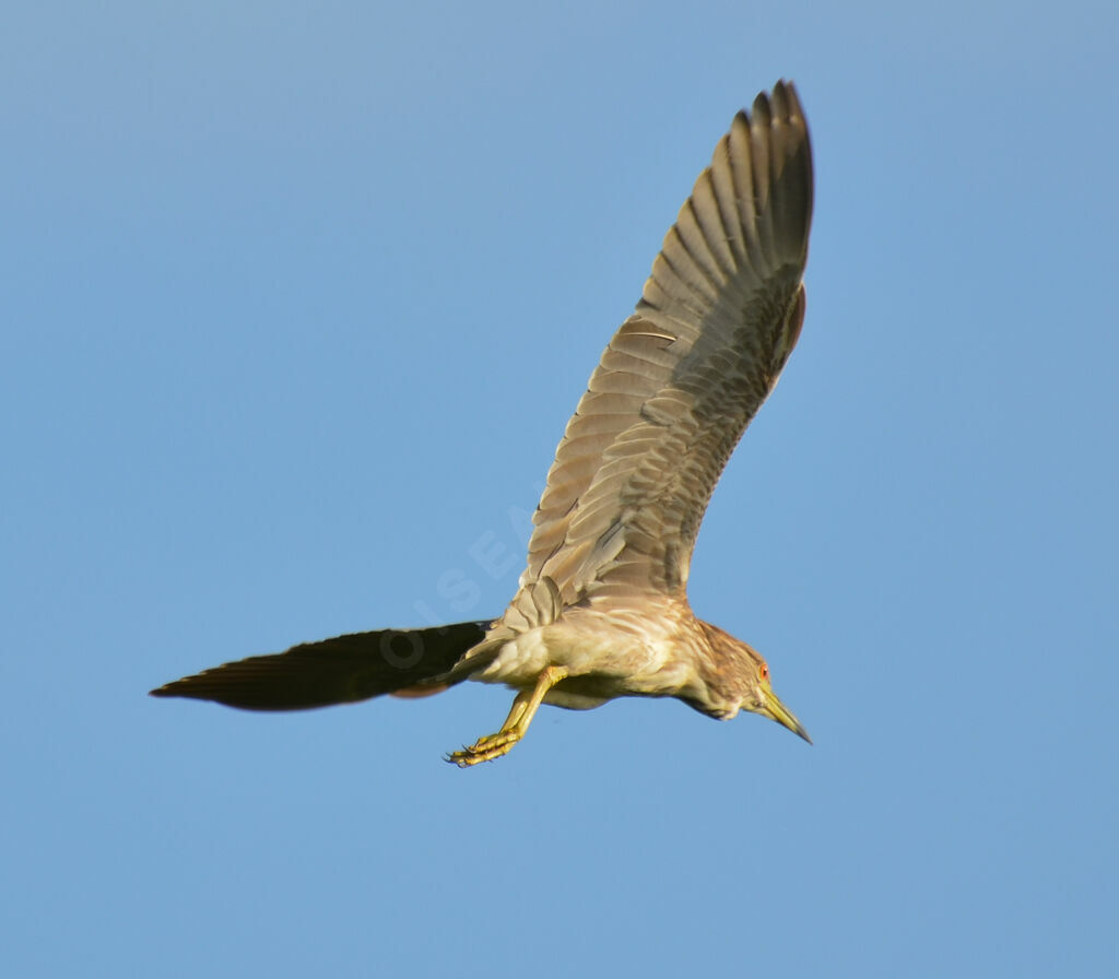 Black-crowned Night Heron