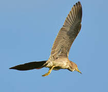 Black-crowned Night Heron